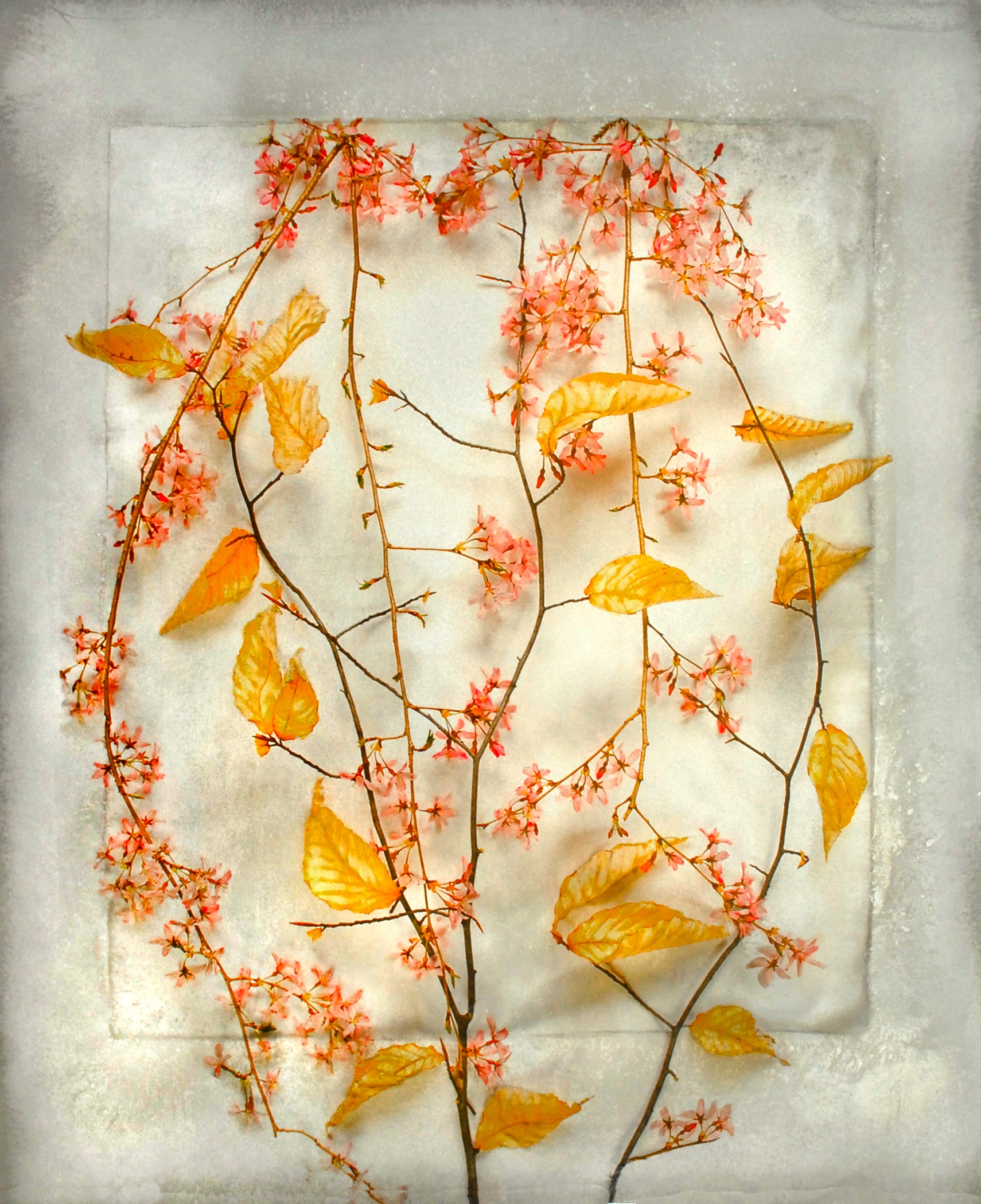 Alida Fish_Cherry Blossom